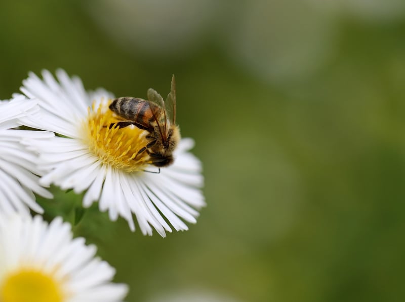 Honey Bee